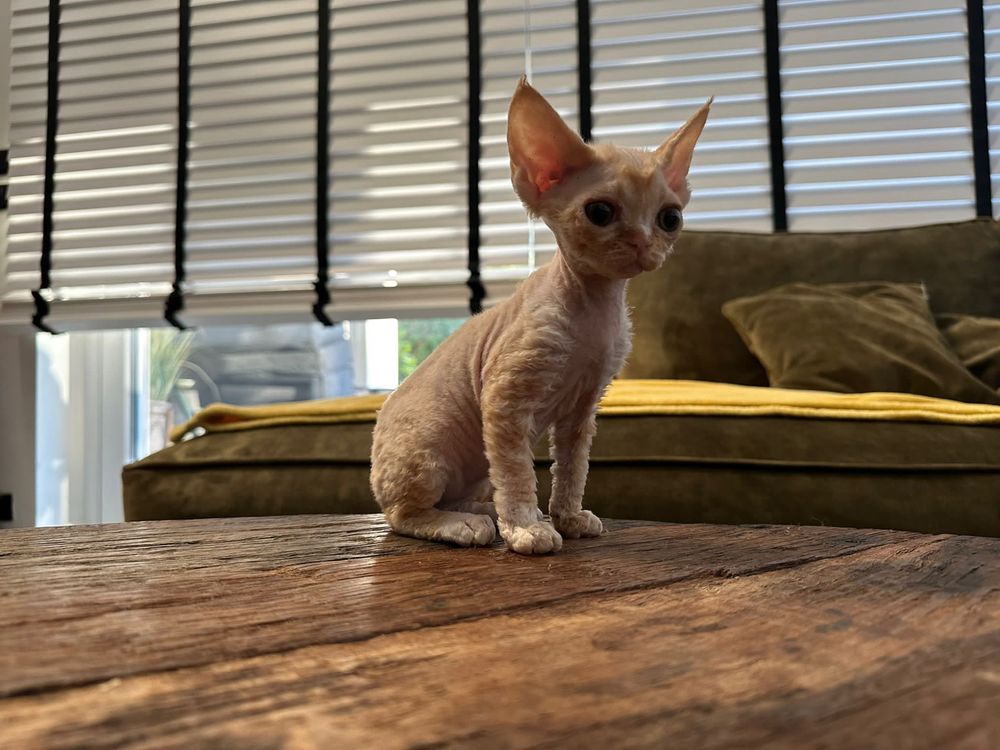 Devon Rex - ruda dziewczynka  - zarezerwowana