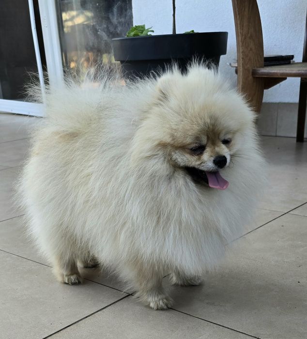 Pomeranian szpic miniaturowy zkwp FCI