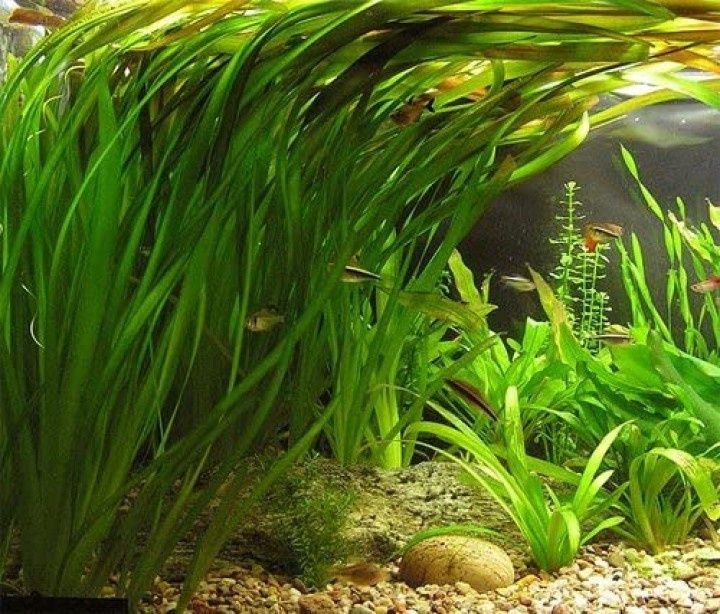 Żabienica amazońska xxl, Vallisneria gigantea trawa NURZANIEC