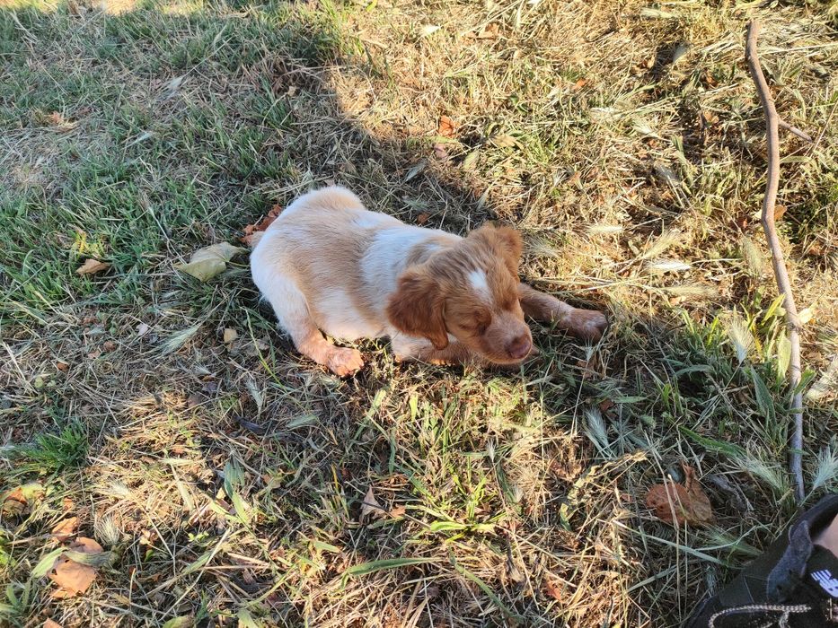 Epagneul  Breton com lop e afixo