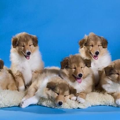 Щенки колли