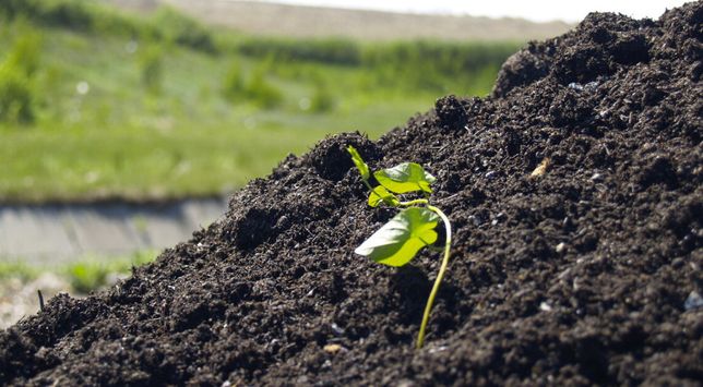 Czarna ziemia kompost ogrodniczy "Próchniaczek"
