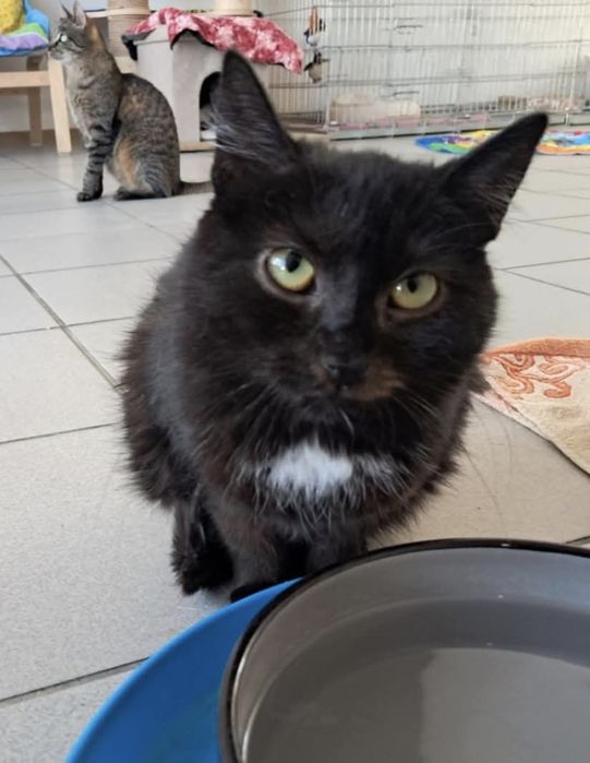 Budda wyjątkowy kocurek szuka domu