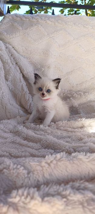 Ragdoll piękna kotka