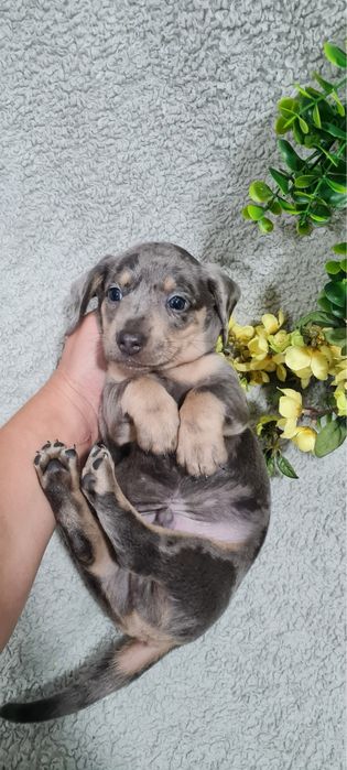 Excelente menino Teckel Blue Merle de Qualidade