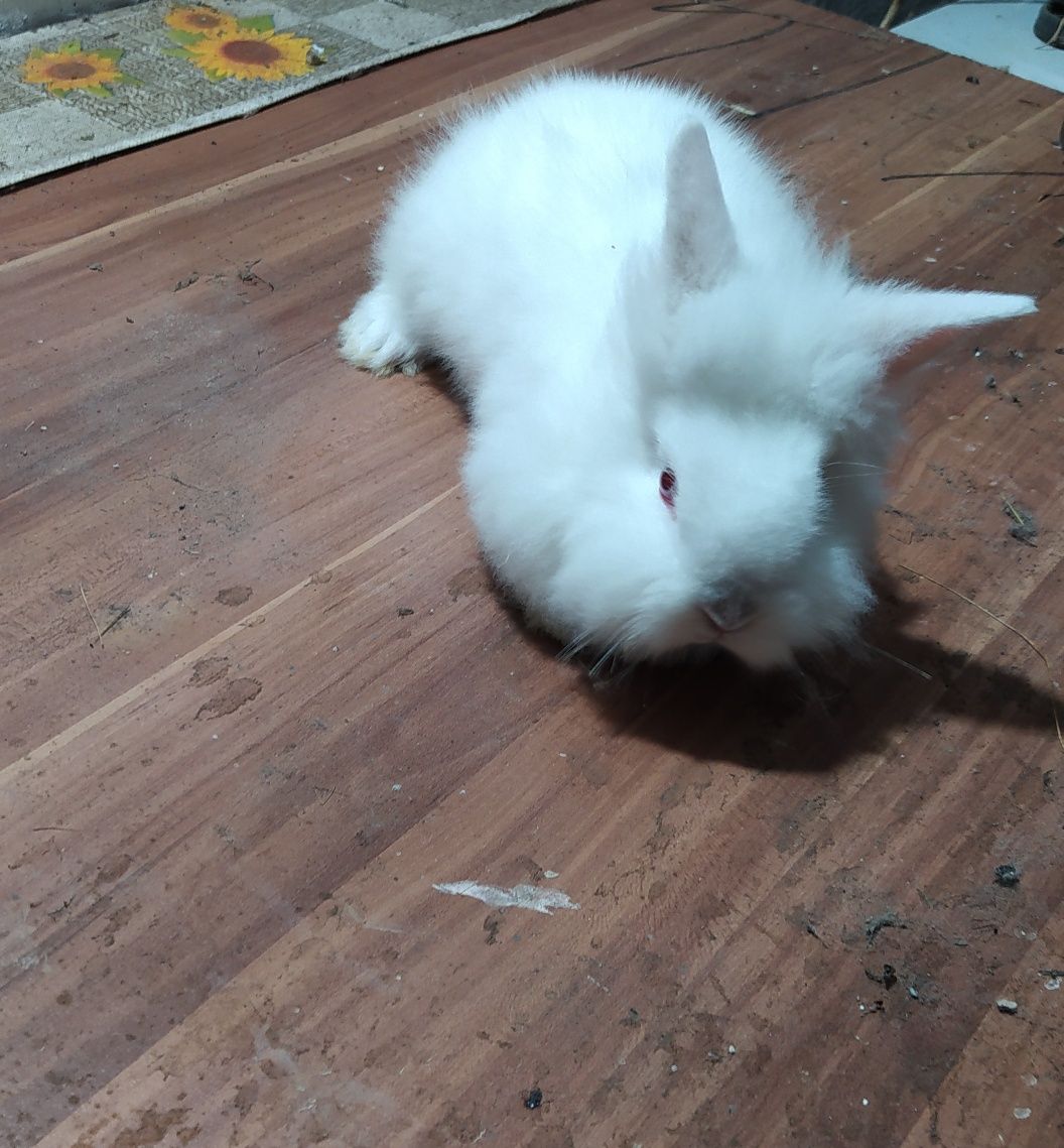 Króliczki miniaturki rasy TEDDY