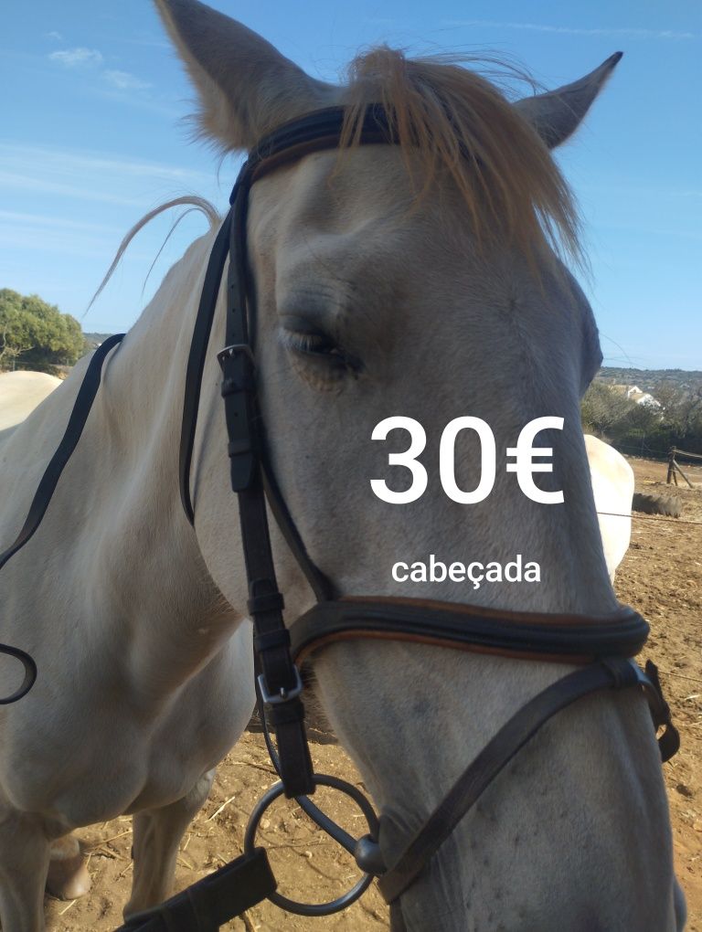 Vende se vários artigos de equitação