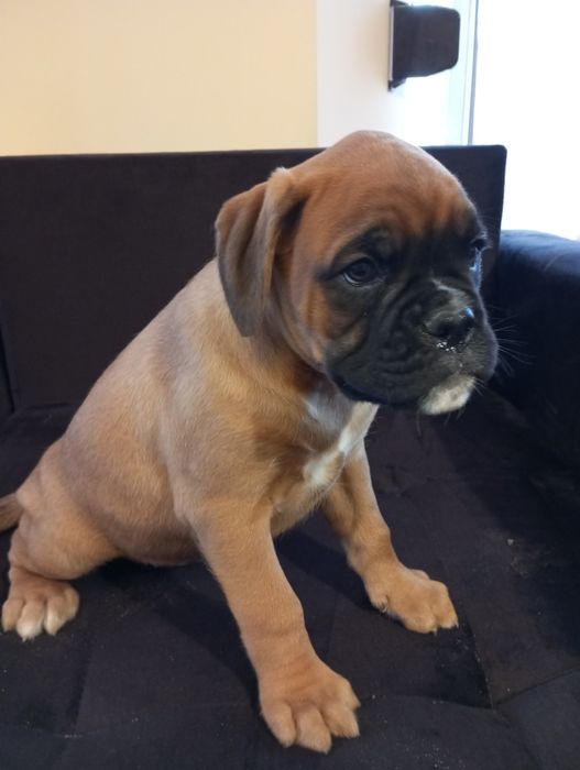 Bokser szczeniak pies