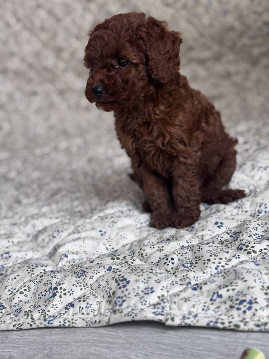 Pudel Toy Red - piesek ;)