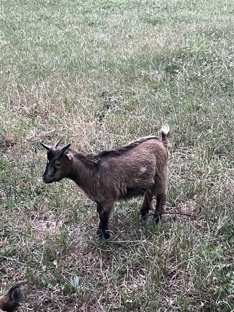 Cabrito anão macho