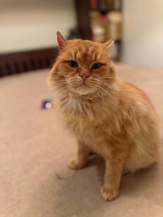 лагідний ,шикарний кіт , муркотун і пестун