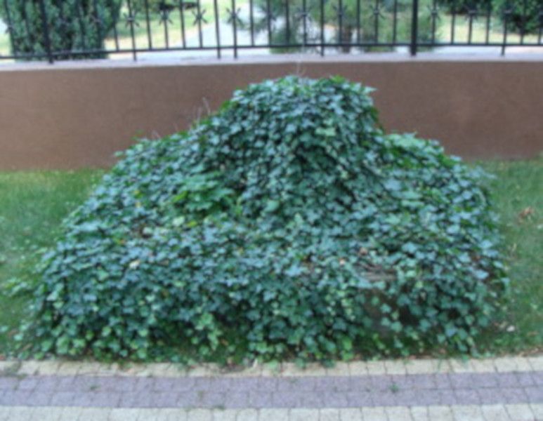 BLUSZCZ ZIMOZIELONY - sadzonki 50cm w doniczkach !!!