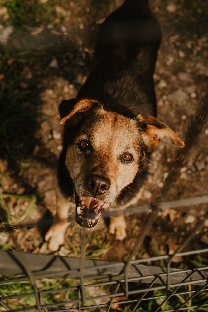 Ares do adopcji szuka kochającego domu Gilow