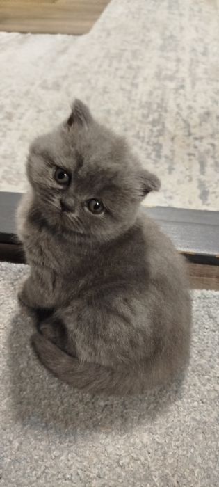 Продам Скоттош-страйт