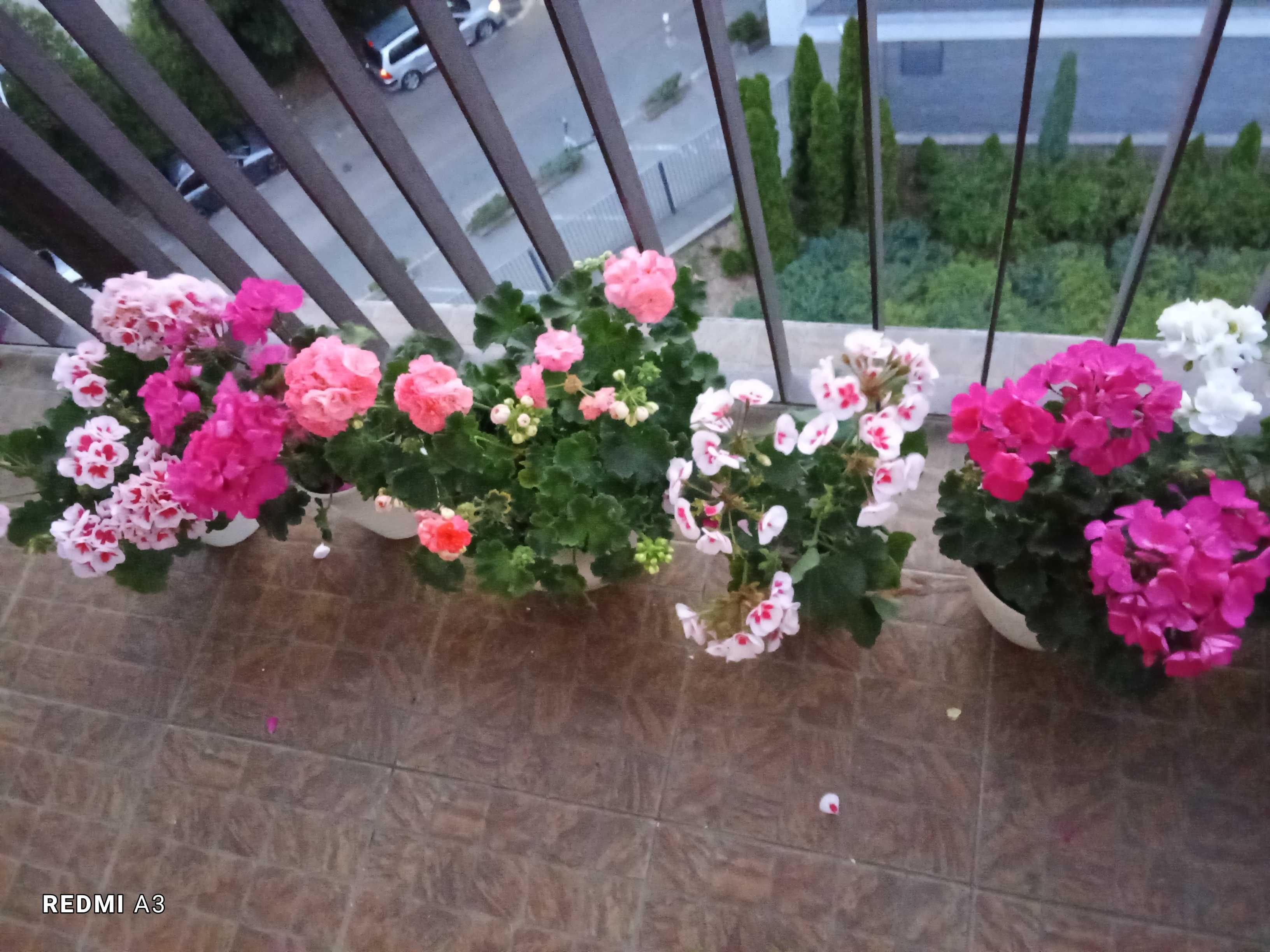 Wino, ceramiczna doniczka, balkon, weranda, pelargonie, PILNE
