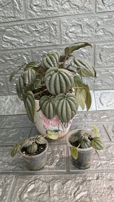 Кімнатні рослини не дорого