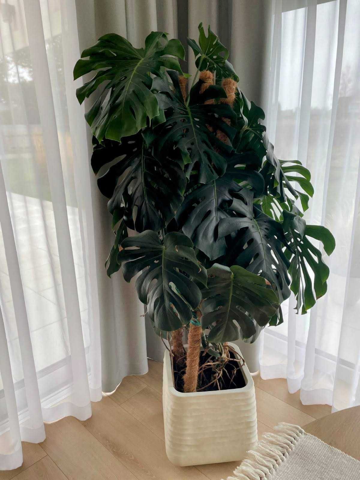 Monstera Duże Liście Gęsta Zdrowa Odżywiona