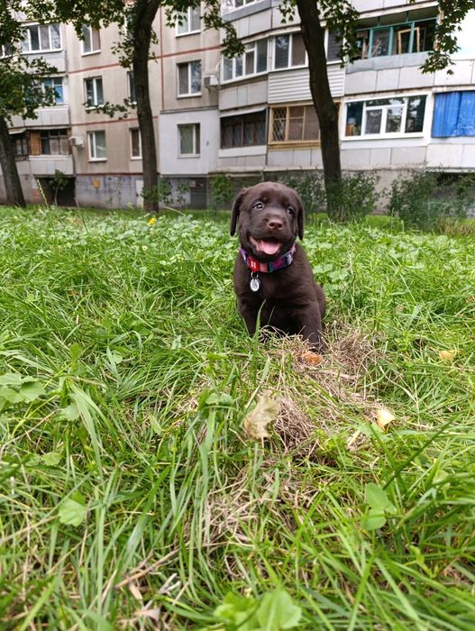 Щенки лабрадора ретривера