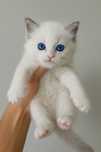 Kotka ragdoll  odbiór październik