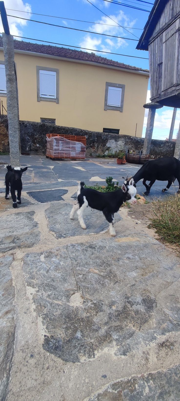 Cabras anas macho