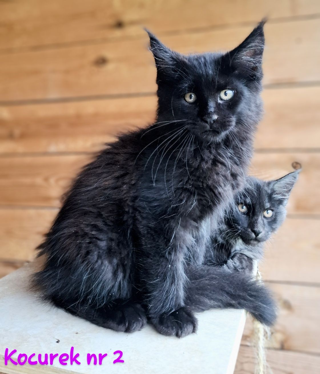 Śliczne kocurki Maine Coon FPL