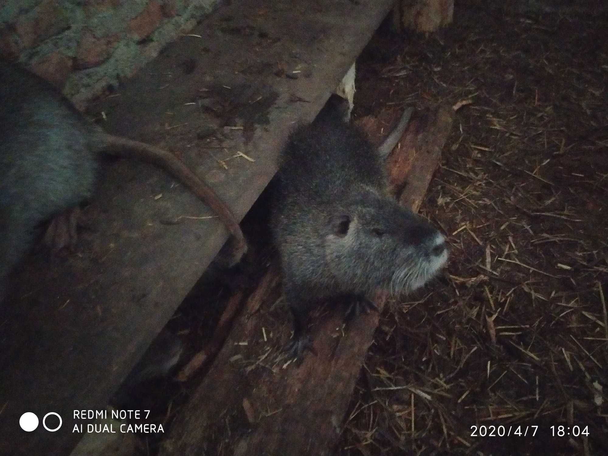 Продаються нутрії