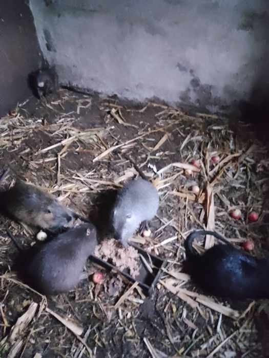 Нутрії на розведення