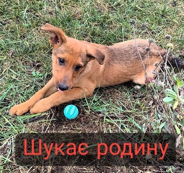 Віддаю руденьке чудо дарю