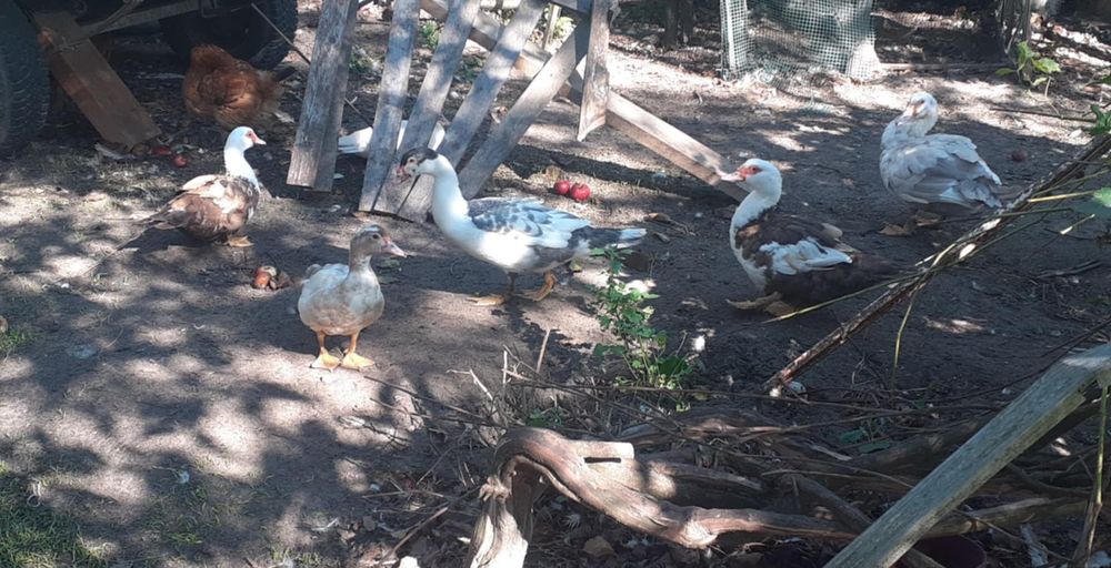 Kaczki Kaczory Drób