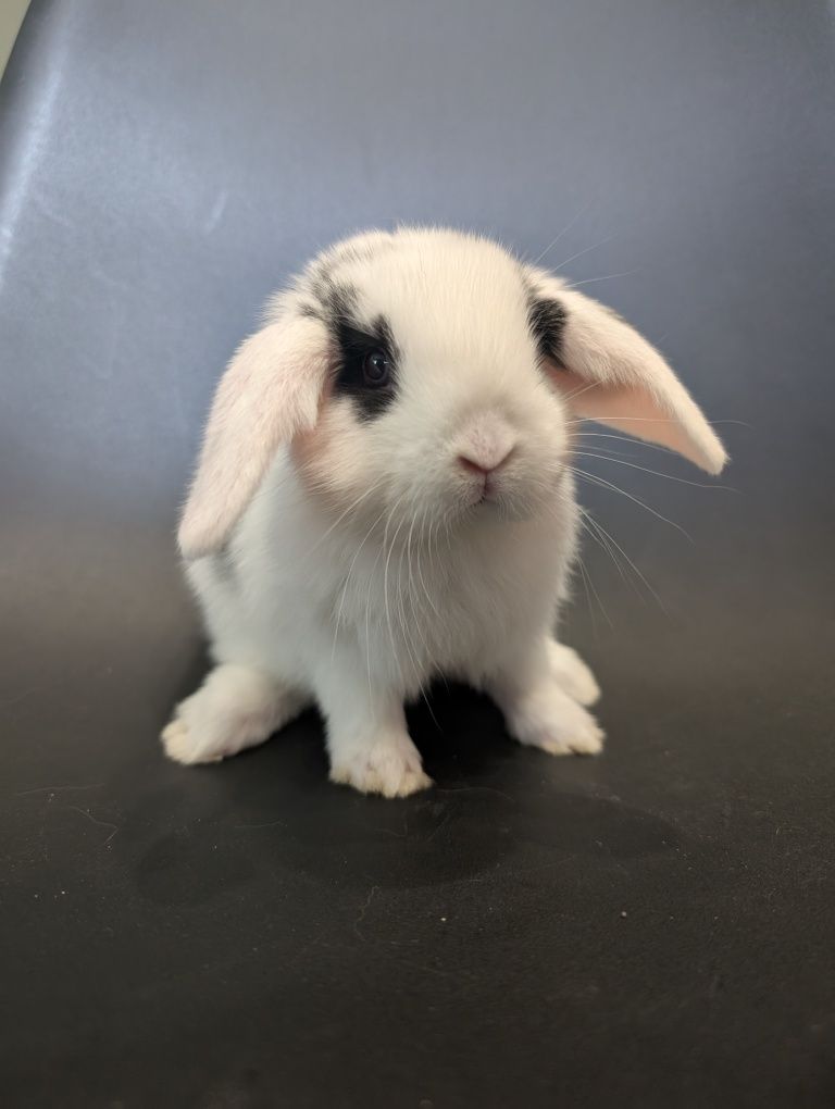 Mini lop, baranek miniaturka, metryka