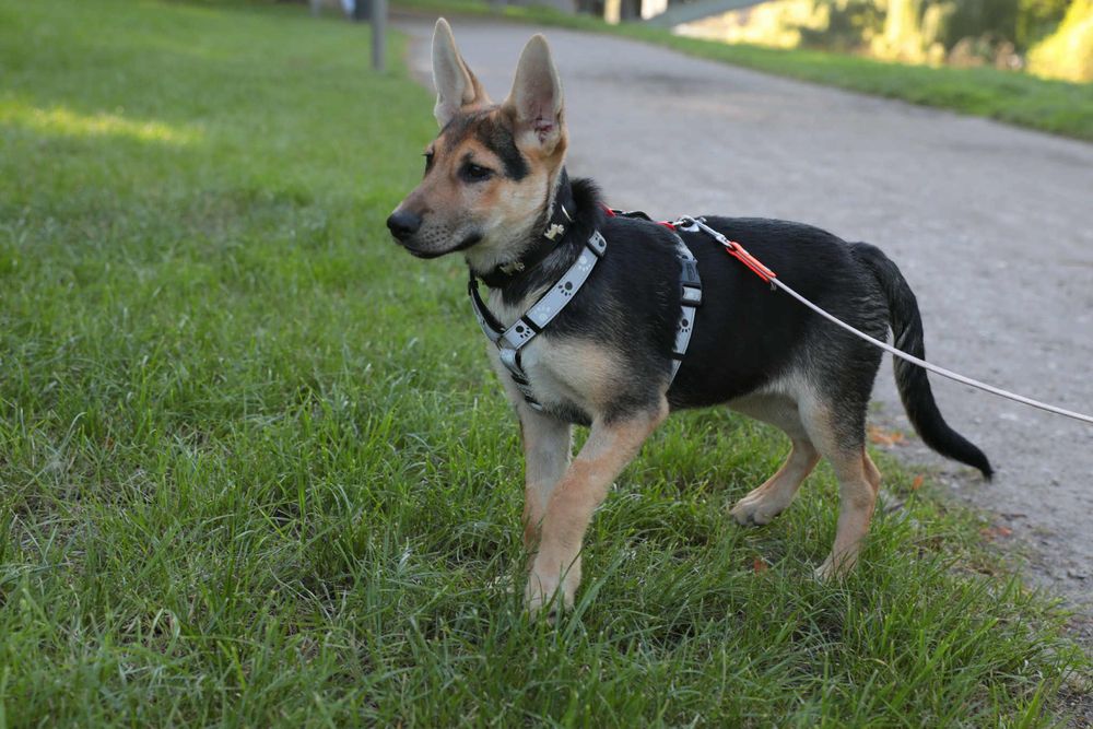 Zadbana i cudowna sunia ,szczeniak,szuka domu.