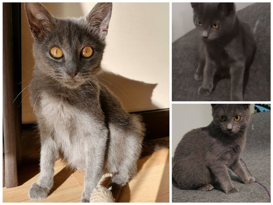 Кошеня шукає родину