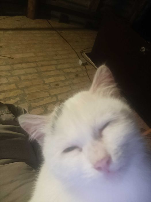 В добрые руки ,подкинули котенка 3-4 месяца,скоро зима а ему нужен дом