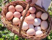 Vendo ovos para consumo e galados