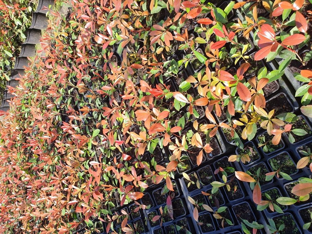 photinias, fotinias para sebes vermelha-