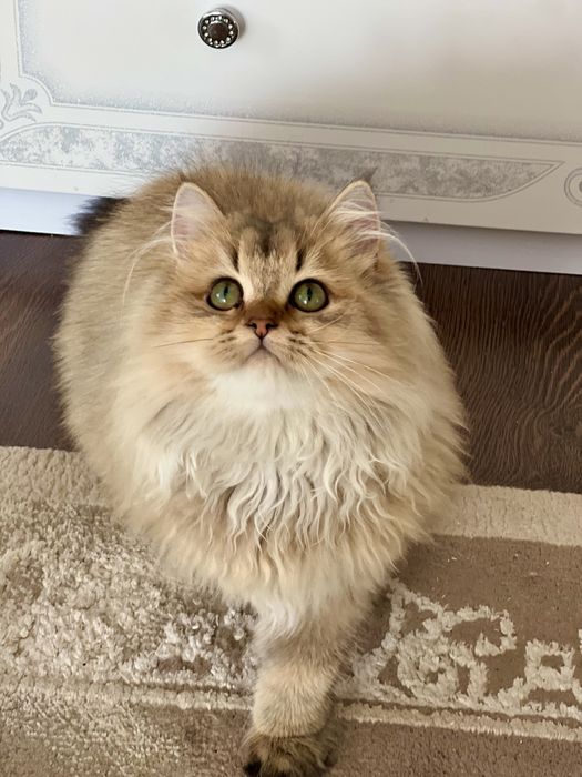 Британська золота шиншилла