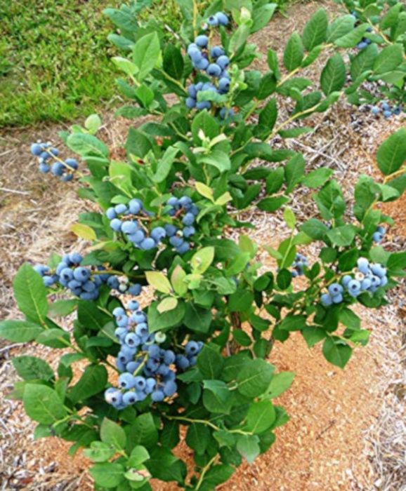 BORÓWKA AMERYKAŃSKA Bluecrop - sadzonki w doniczkach