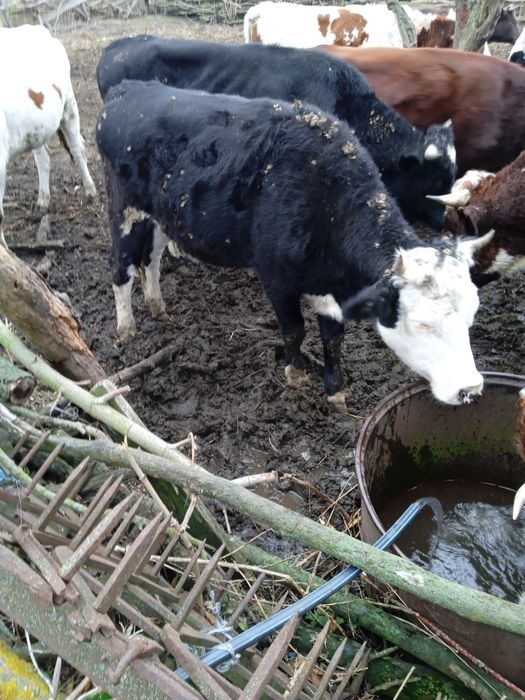 Продам тільні тилиці !!!