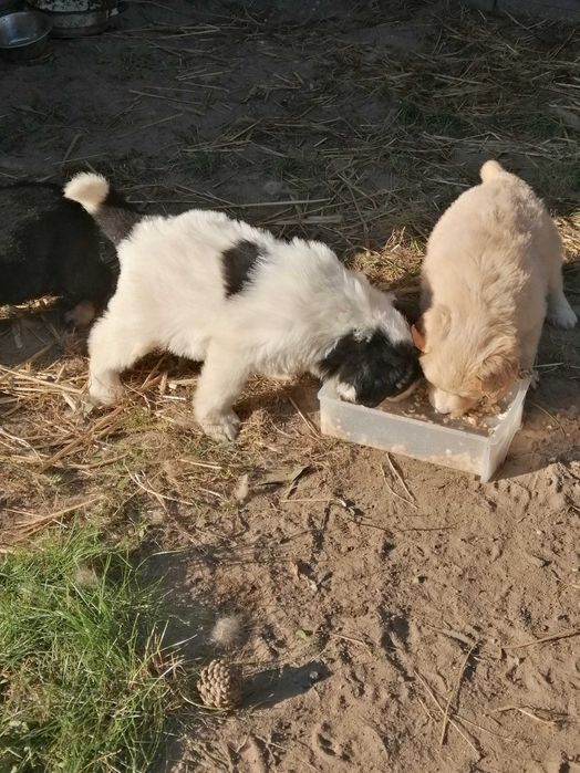 Oddam w dobre ręce pieski,kundelki