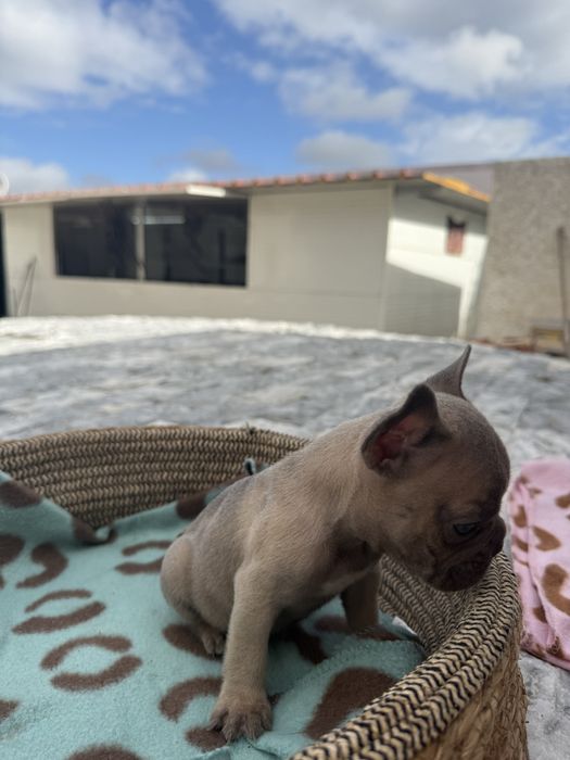 Bulldog Francês Excelente Linhagem