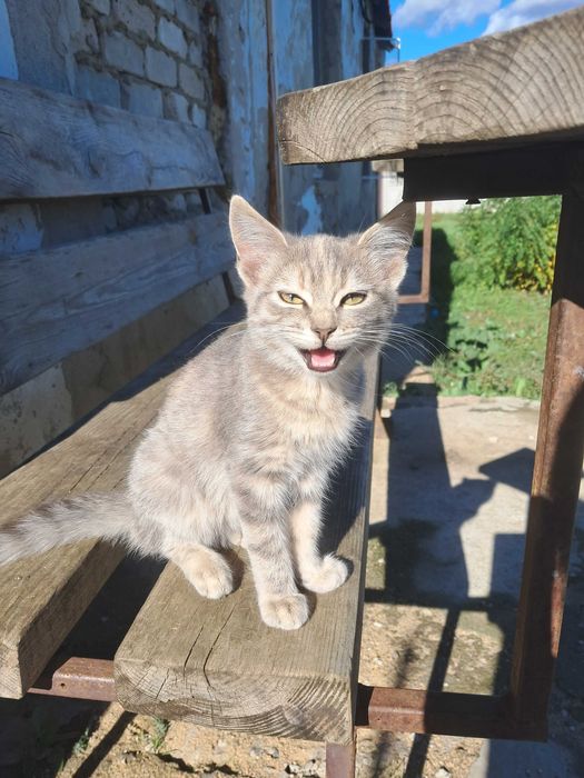 Віддам безкоштовно кошенят