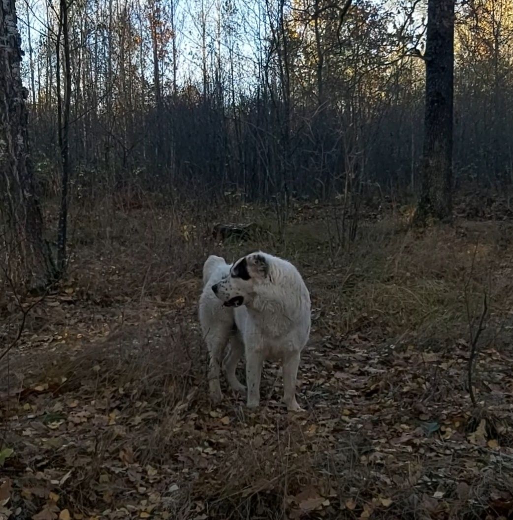 Алабай кабель вязка