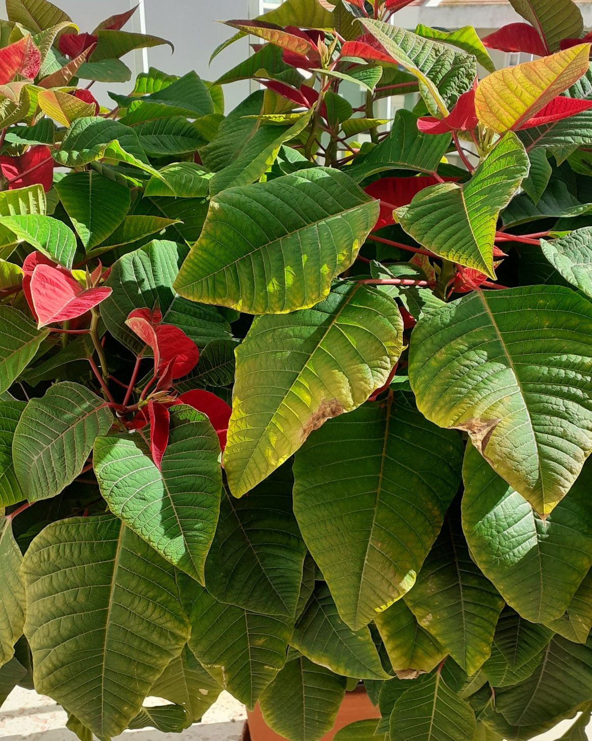 Flor de Natal vermelha