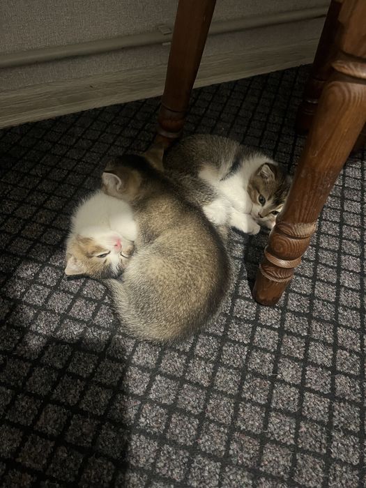 Кошешки готові до нової сімї