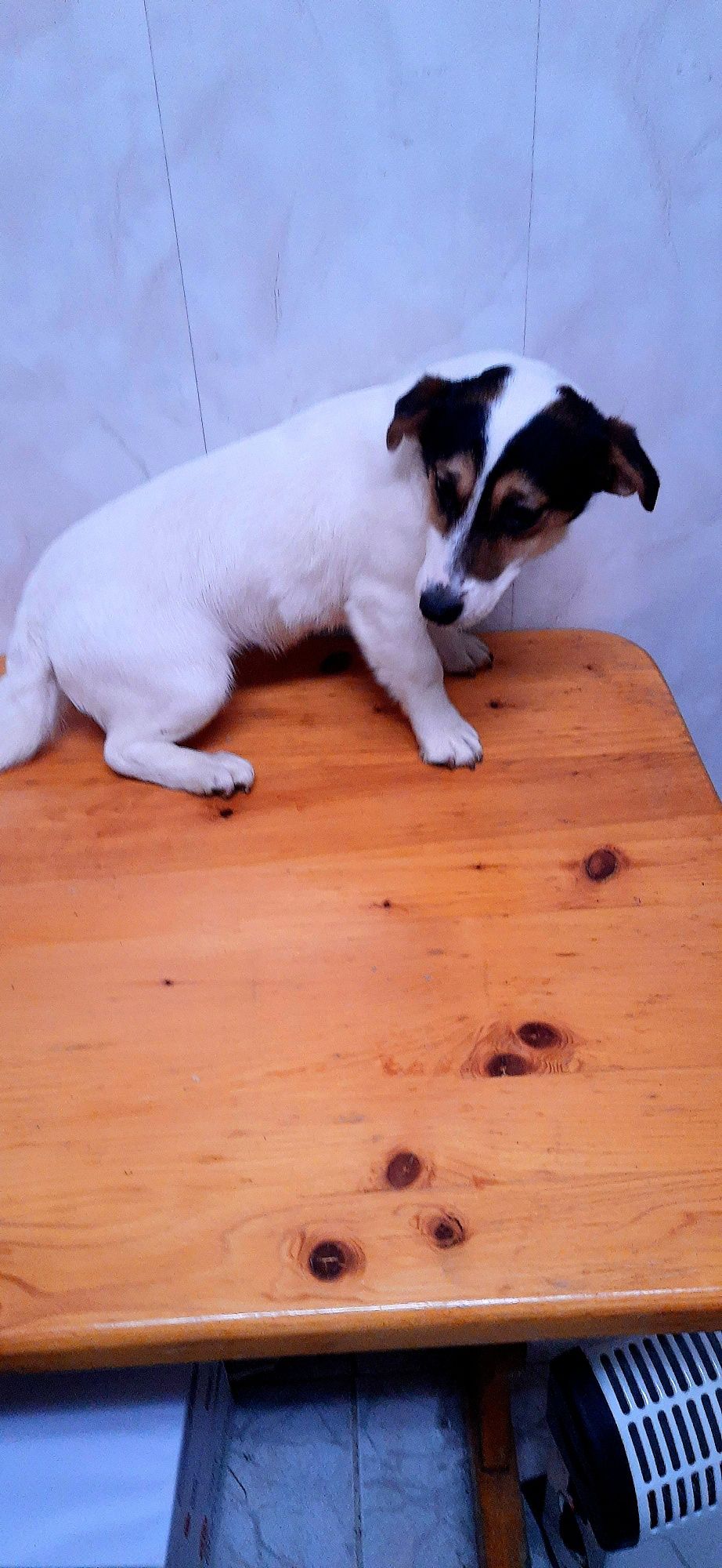 Jack Russell Terrier suczka