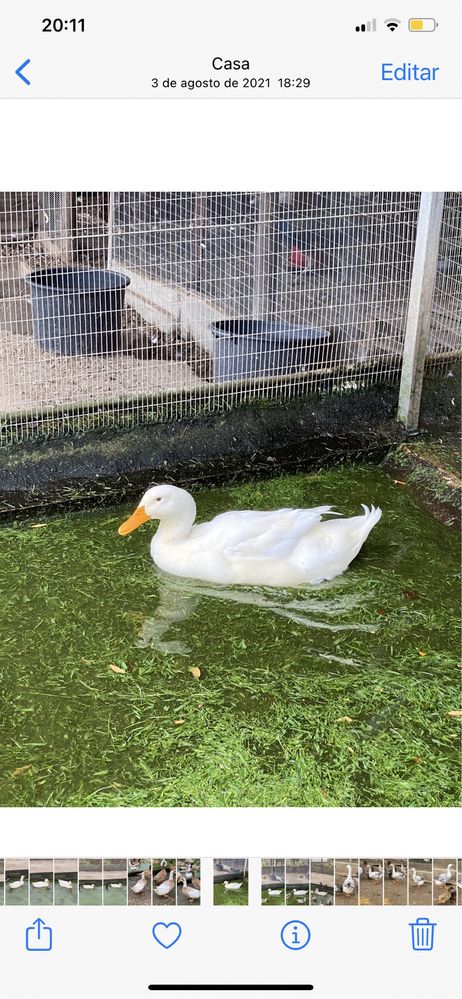 Patos de Pequim adultos prontos a reproduzir.