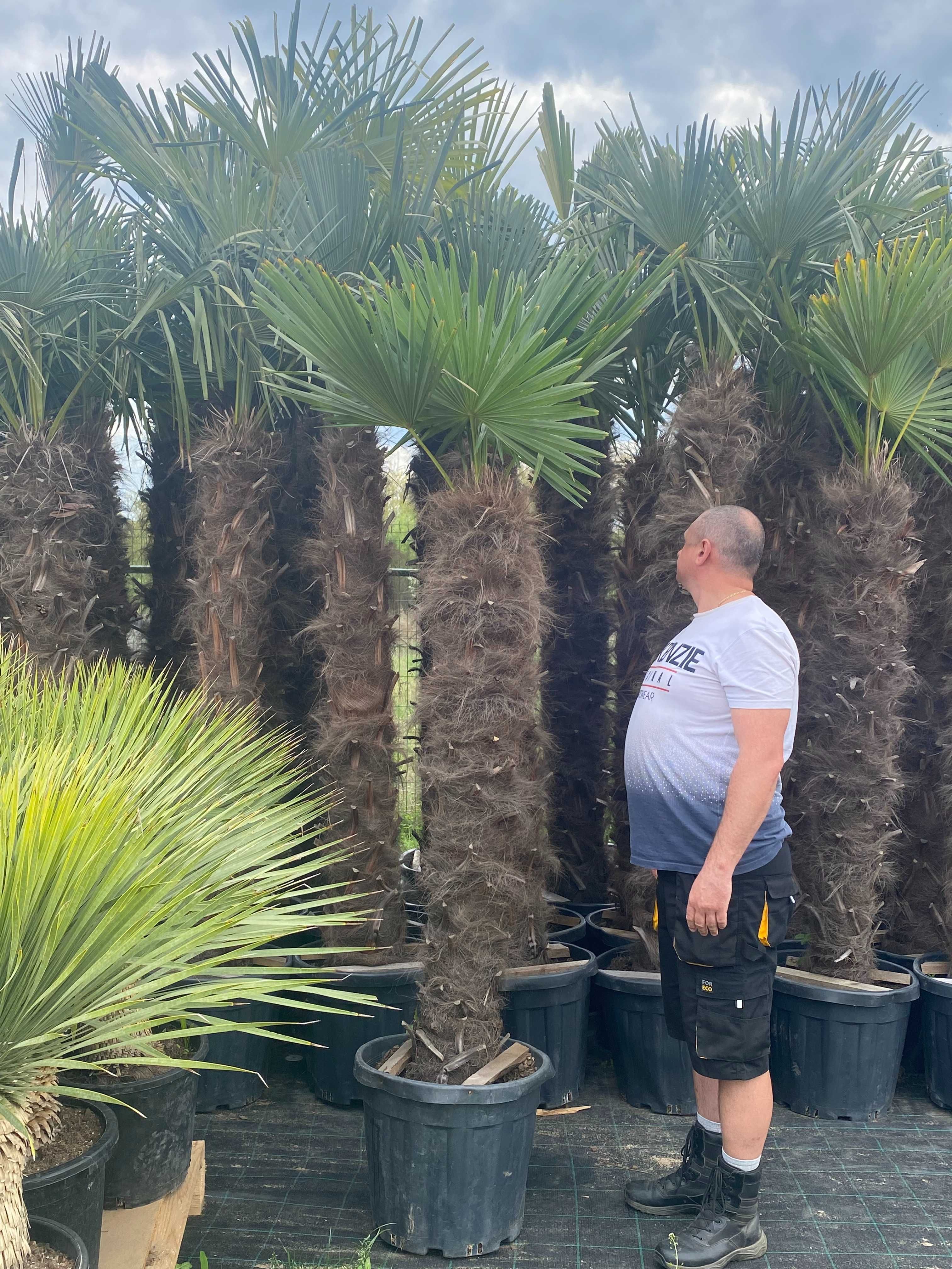 palma mrozoodporna, palmy, trachycarpus fortunei, palma