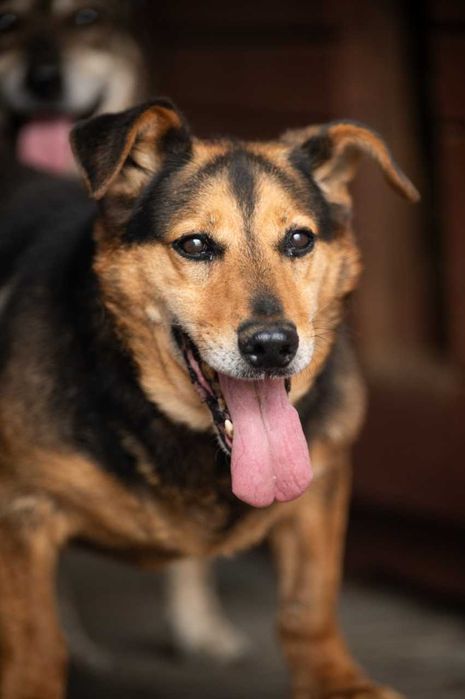 Zbysio i wierne spojrzenie -  psiak z wyjątkowym charakterem - adopcja