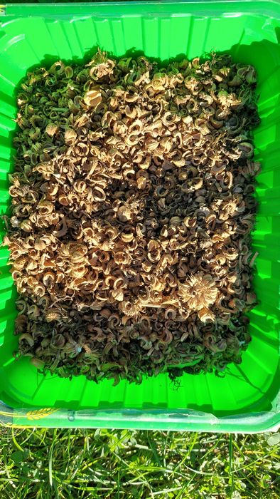 Календула нагідки квіти рослини