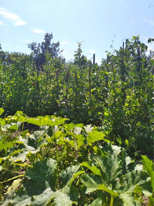 Будинок з садком та ділянкою